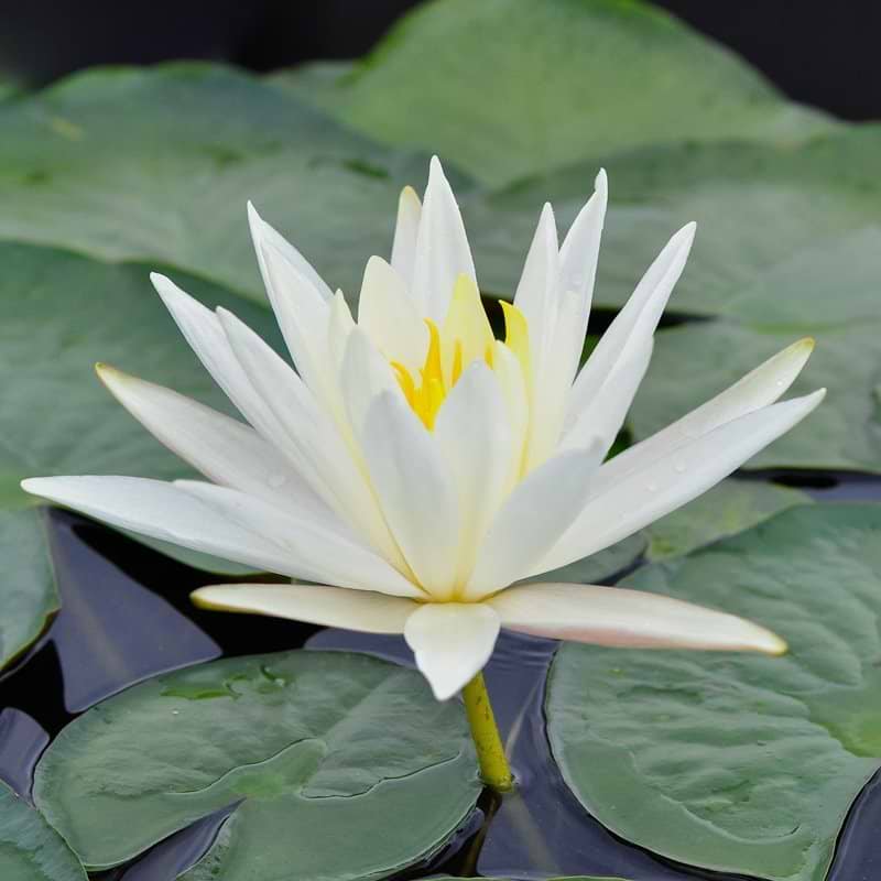 Åkande (Nymphaea 'Marliacea Albida')