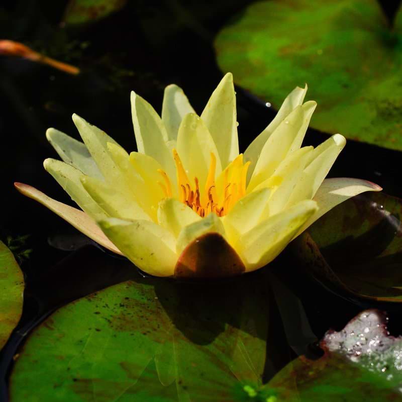 Åkande (Nymphaea 'Marliacea Chromatella')