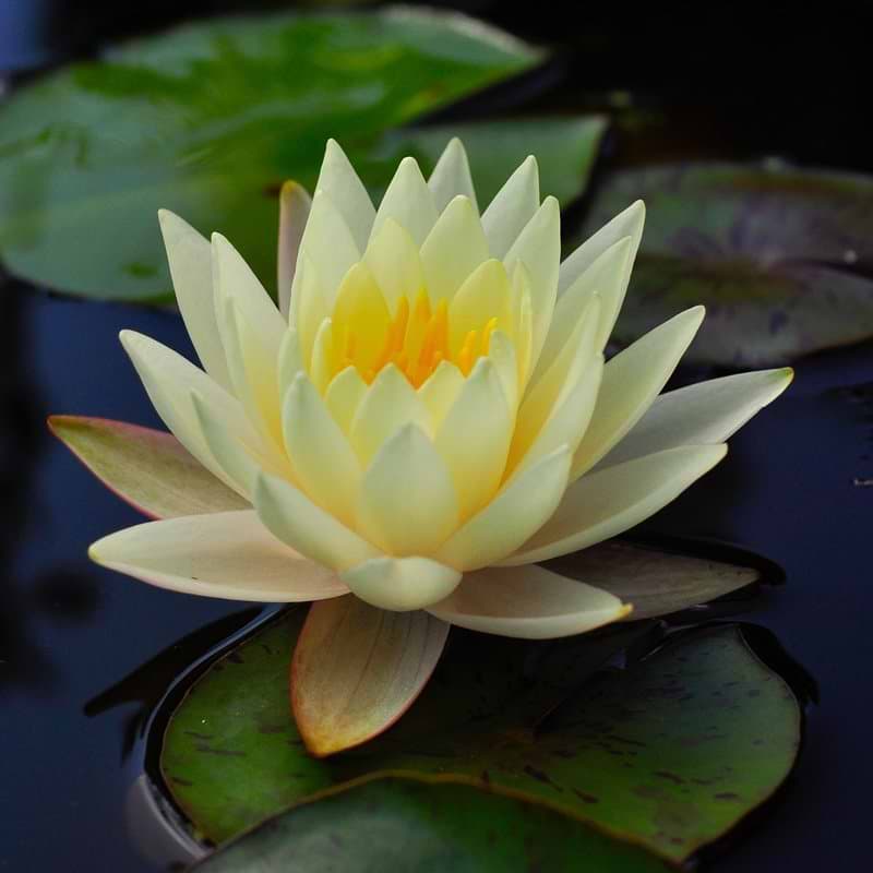 Åkande (Nymphaea 'Sulphurea')