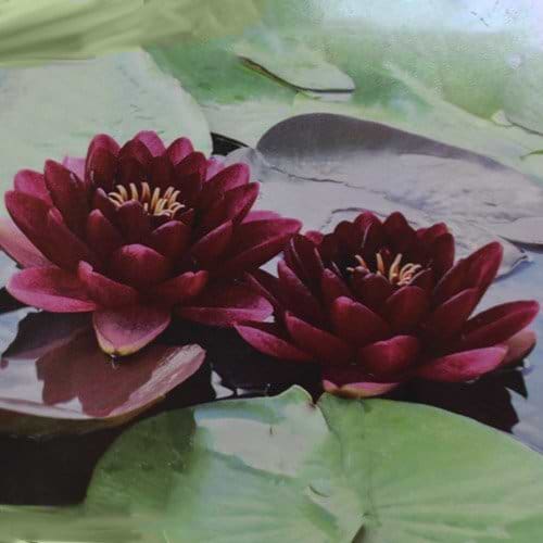 Åkande Nymphaea Almost Black