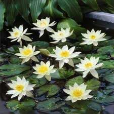 Åkande (Nymphaea 'Pygmaea Alba')
