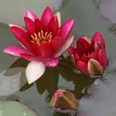 Åkande (Nymphaea 'Pygmaea Rubra')