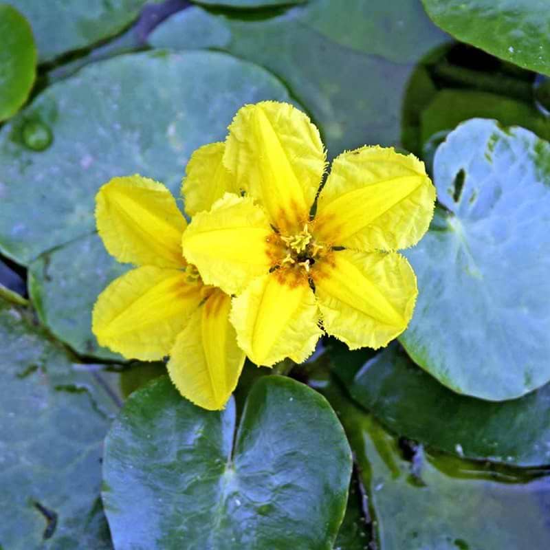 NYMPHOIDES PELTATA