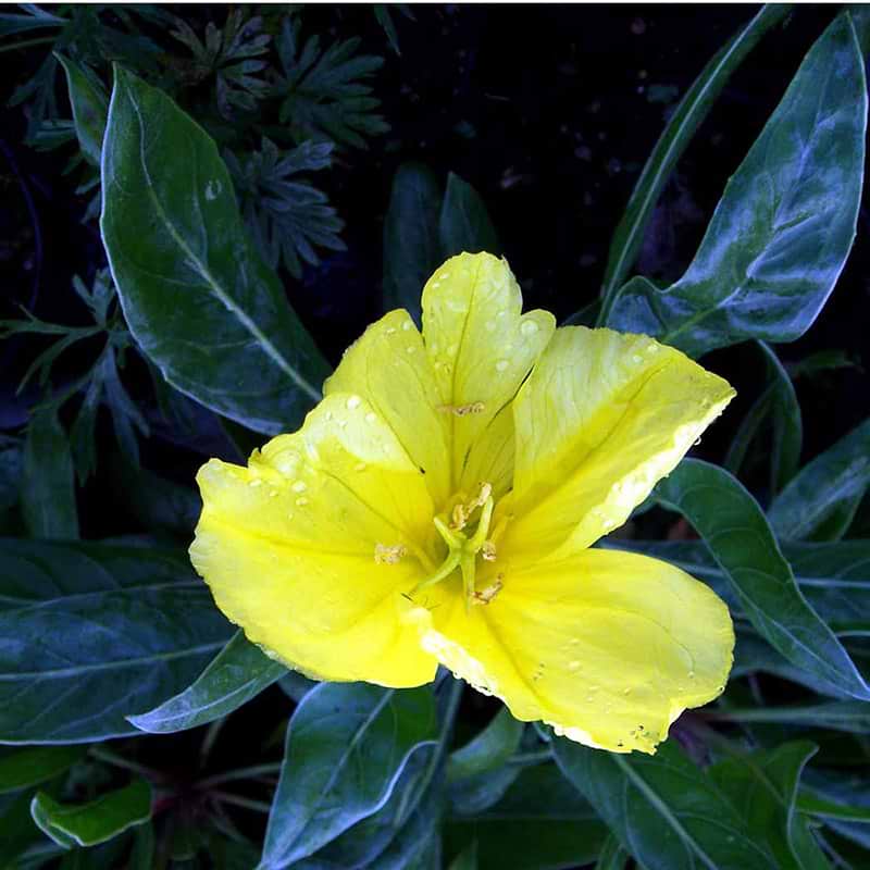 Krybende natlys Oenothera macrocarpa missouriensis blomst