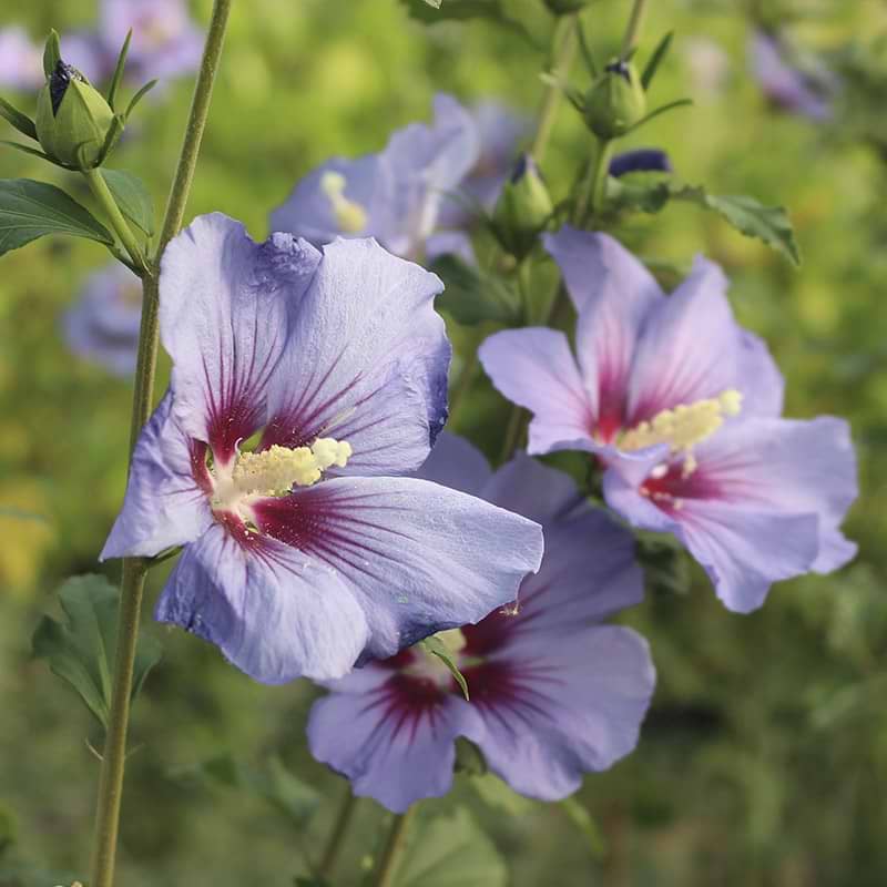 Syrisk rose, Oiseau bleu