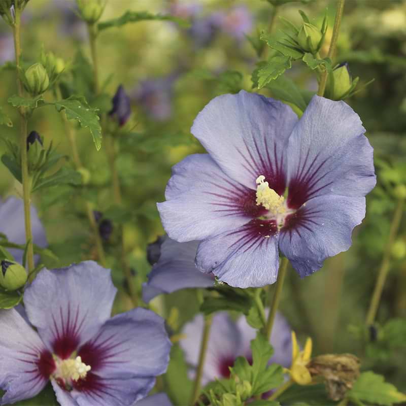 hibiscus