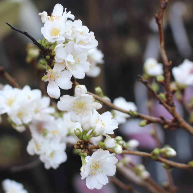 Oktoberkirsebær (Prunus subhirtella 'Autumnalis') Enstammet 300-400 cm