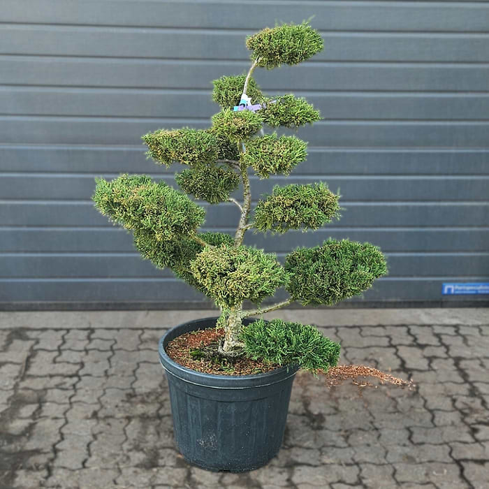 bonsai hydro Bonsai main image 1