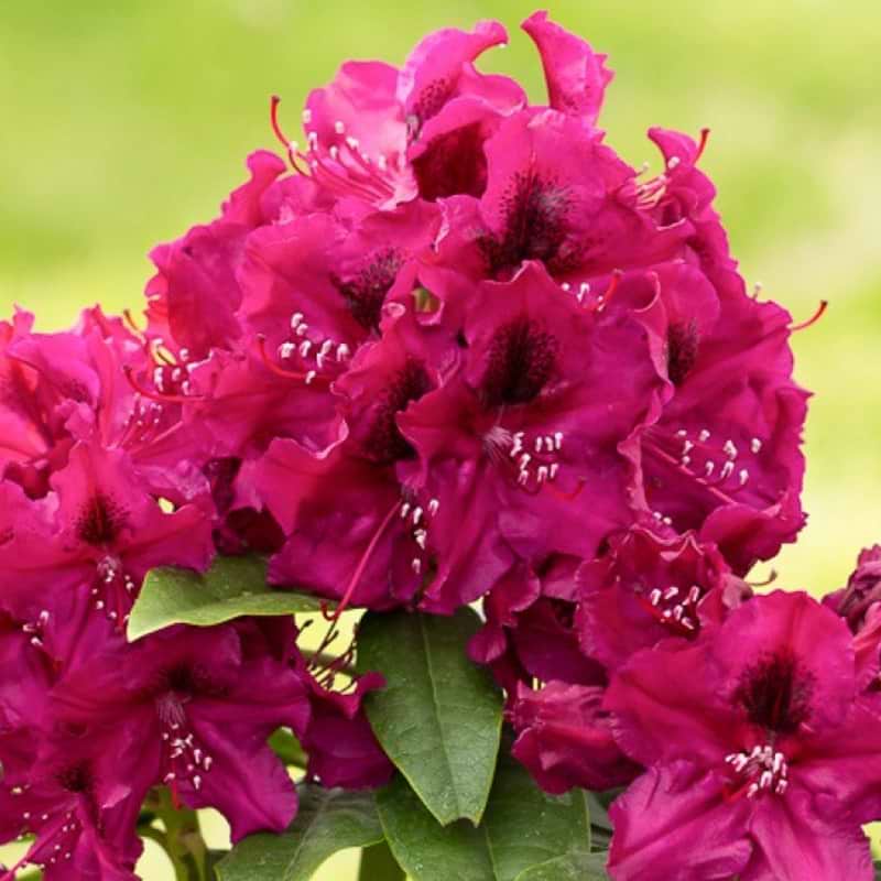 Rhododendron Olin O Dobbs
