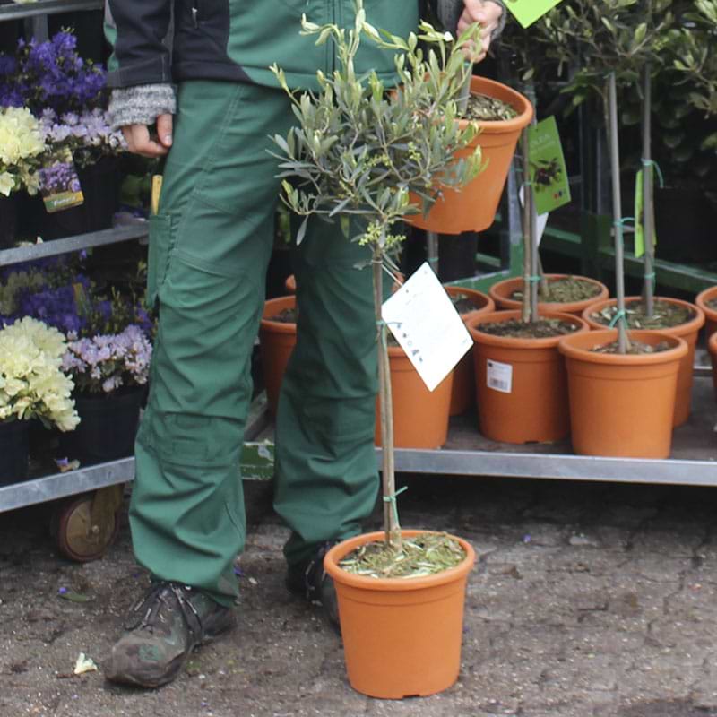 Oliventræ (Olea Europaea) 50 cm stamme