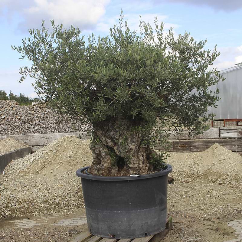Oliventrae Olea Europaea