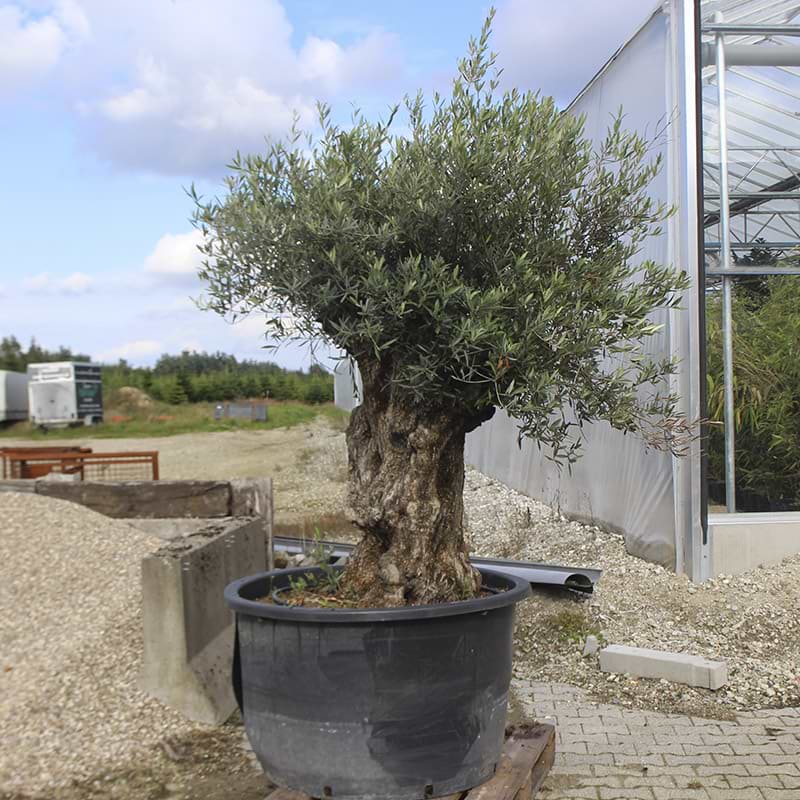 Oliventrae Olea Europaea