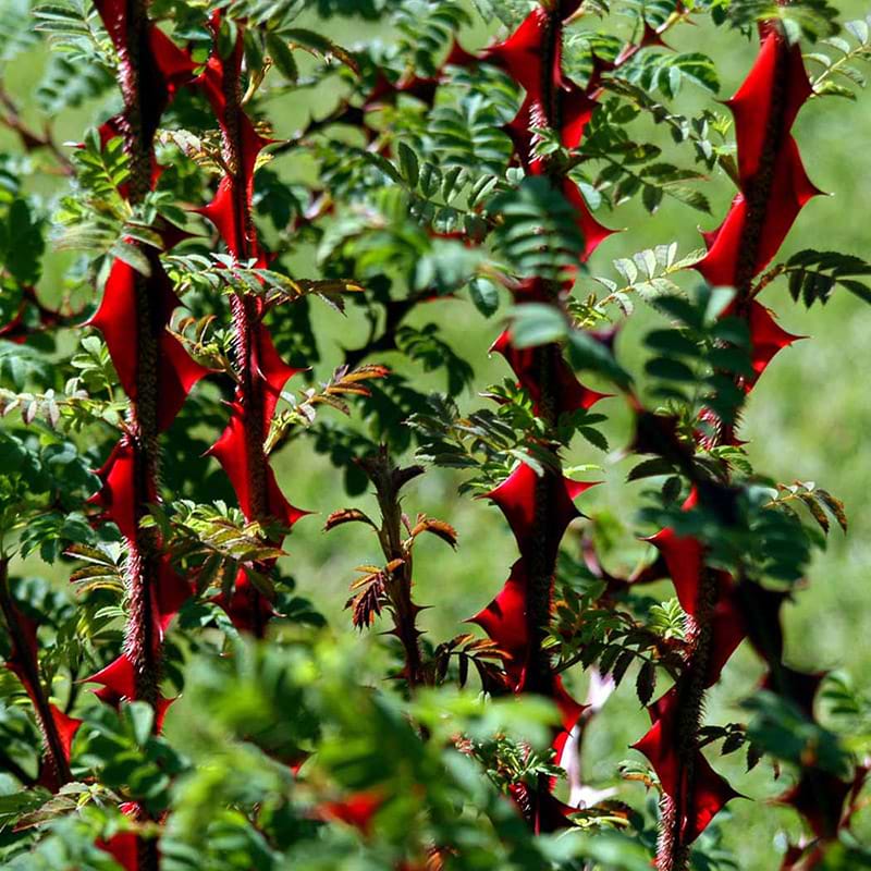 Omeiensis Pteracharta torne