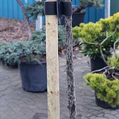 Stolpe - Opbindingsstolpe Trykimprægneret - Ø 5 cm - 125 cm