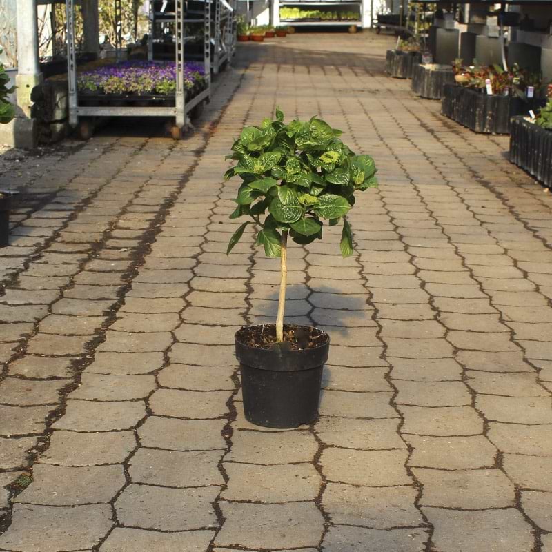 Hortensia