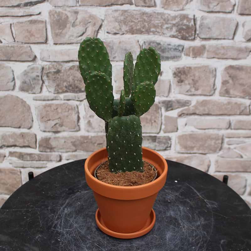 opuntia rubescens