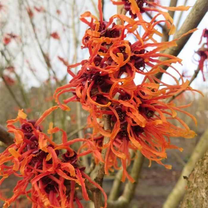 Hamamelis