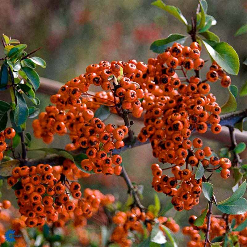 Ildtorn (Pyracantha coc. 'Orange Glow') 50-80 cm