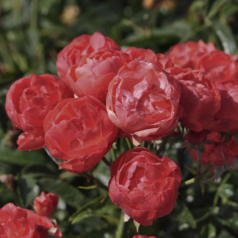 orange morsdag rose