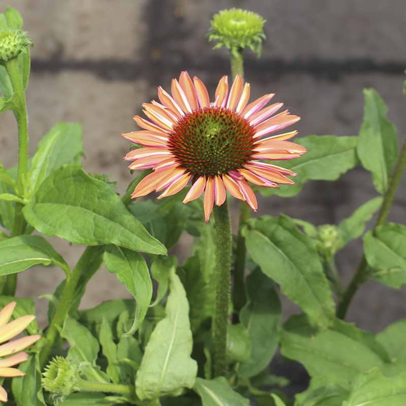 Purpursolhat Orange Passion