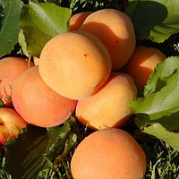 Abrikos Orangered