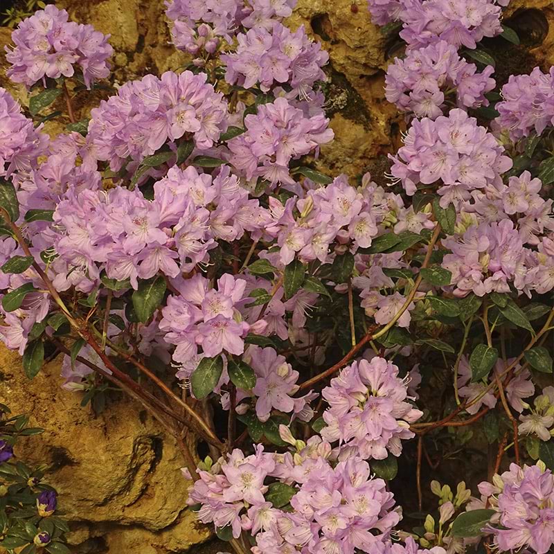 Rhododendron oreotrephes