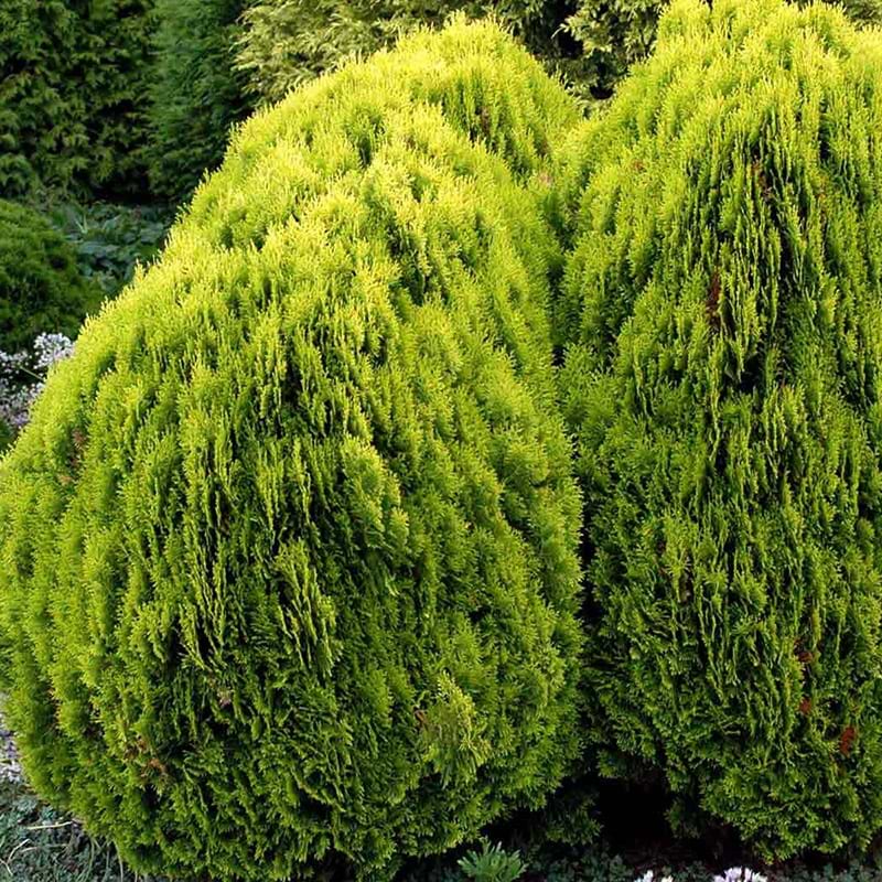 Orientalsk Thuja Platycladus