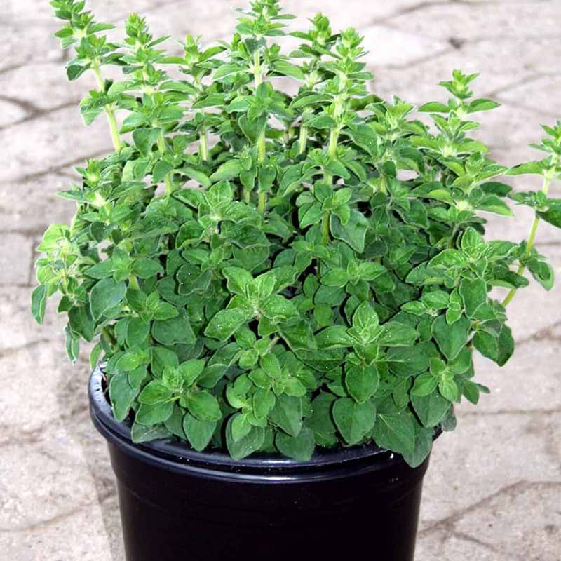 oregano