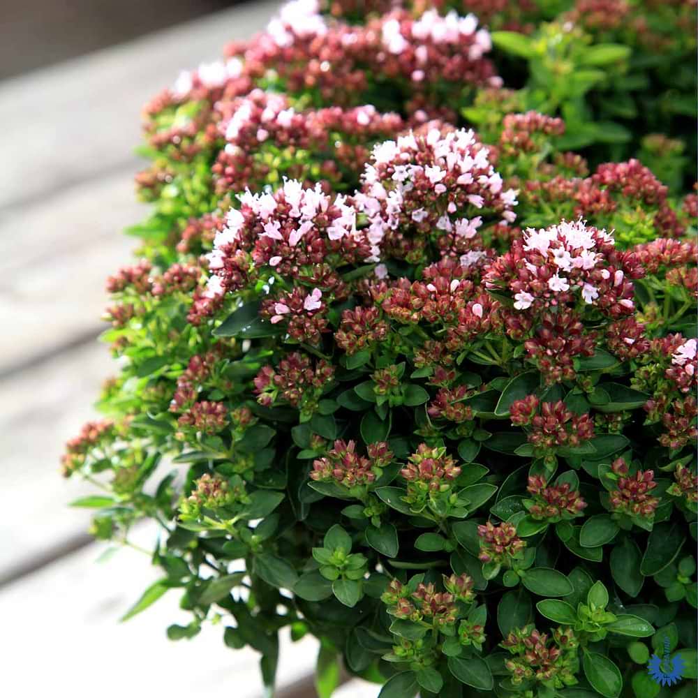 Origanum vulgare compactum