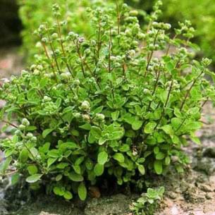 Origanum majorana