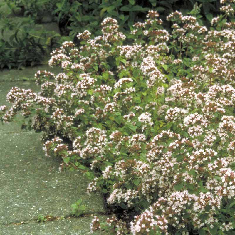Origanum vulgare