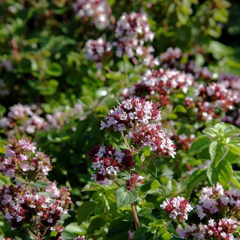 Origanum vulgare blomst