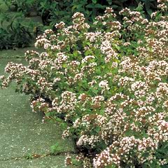 Oregano-Vild Merian (Origanum Vulgare) 