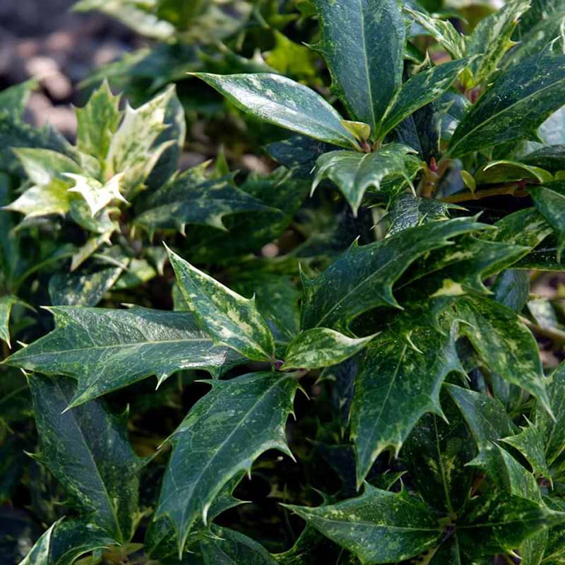 Osmanthus Goshiki