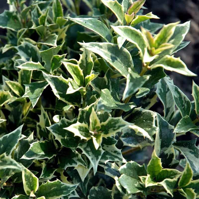 Osmanthus Variegatus