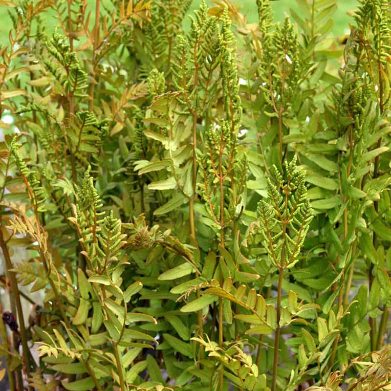 Kongebregne Osmunda regalis