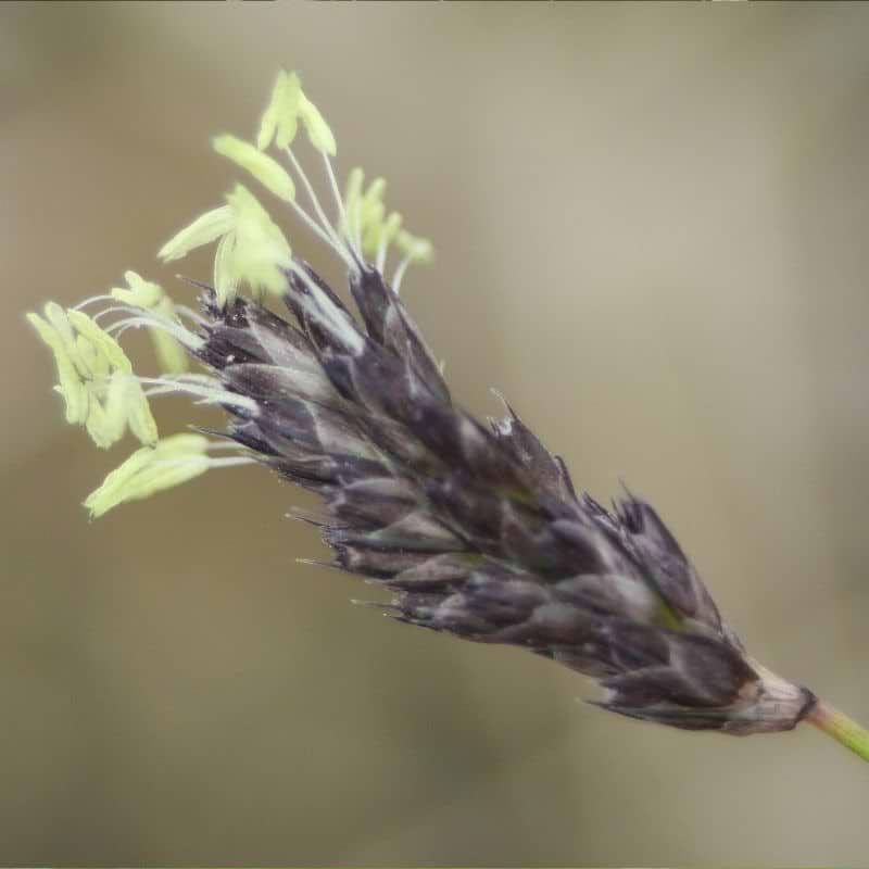 Blåaks (Selseria heufleriana Norðîc® 'Overdam blue') Potte 1 L