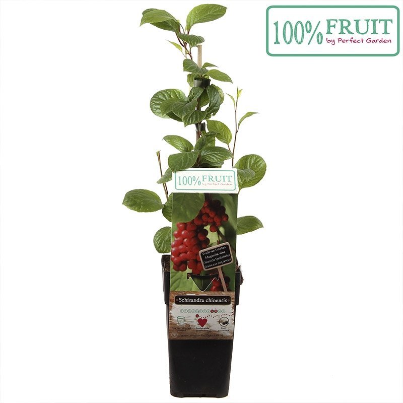 Slyngplante (Schisandra Chinensis) - Flere Varianter