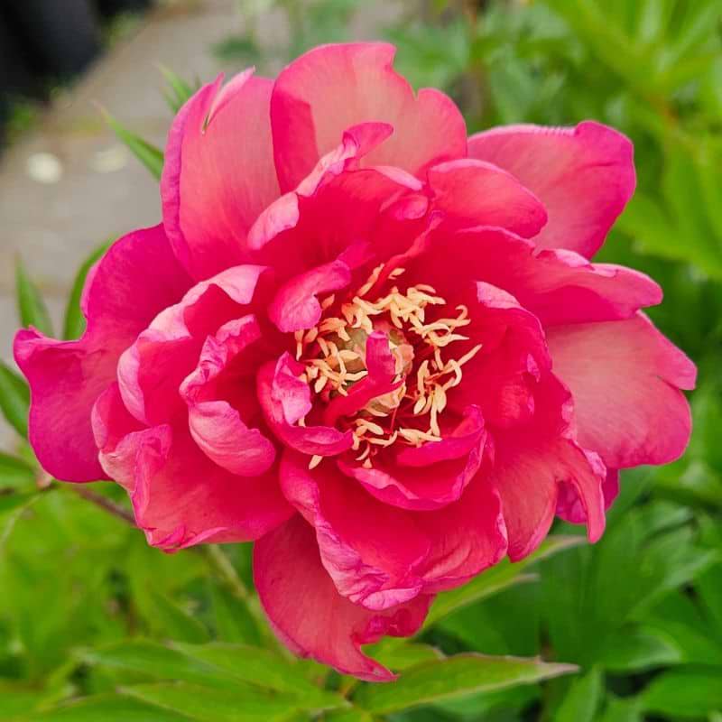 Pæon 'Julia Rose'