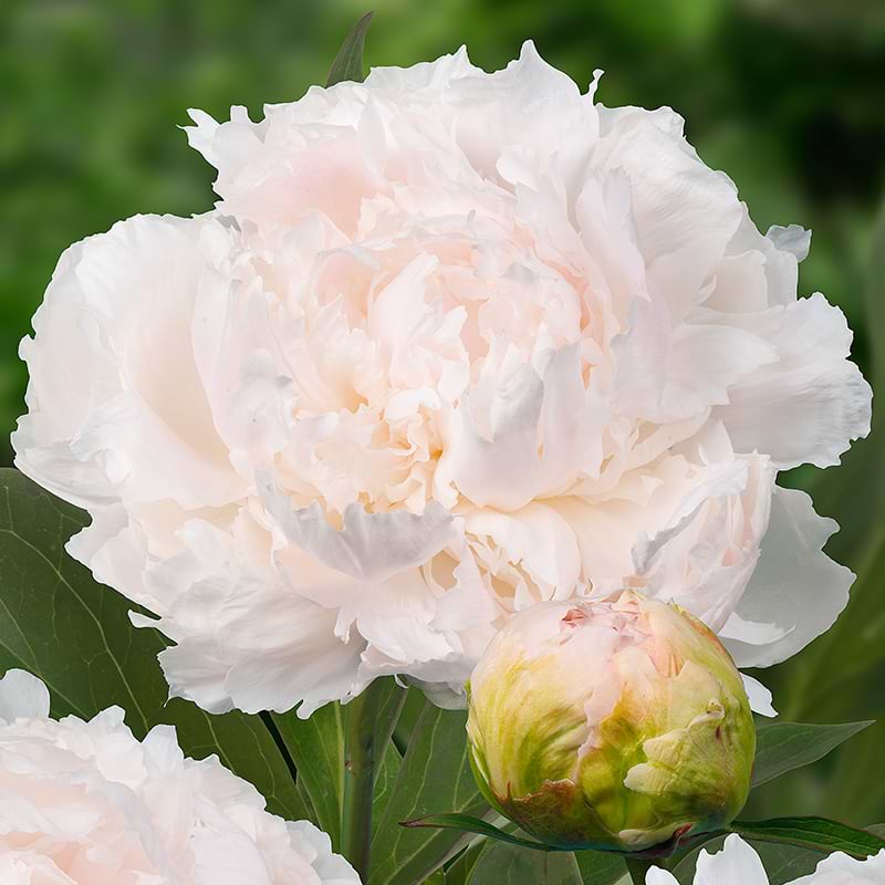 silkep-on-paeonia-lactiflora-brother-chuck-flere-varianter