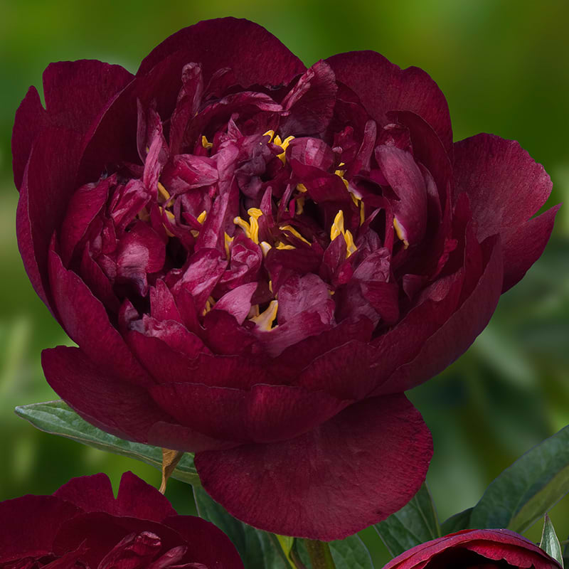Paeonia lactiflora Buckeye Belle
