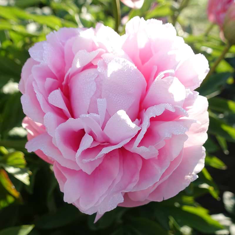 Paeonia Lactiflora Early flamingo