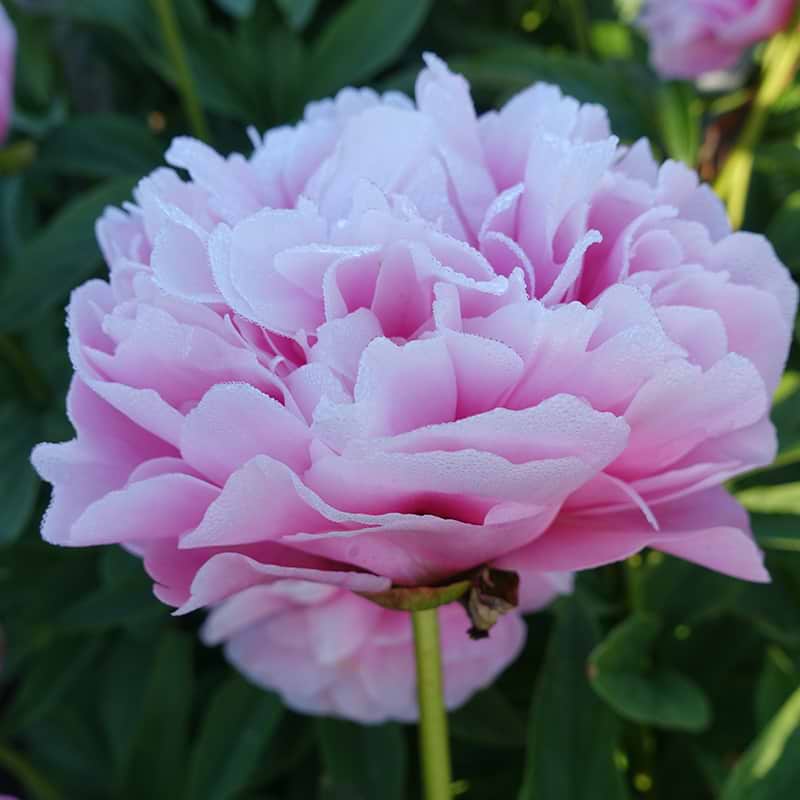Silkepæon Early flamingo