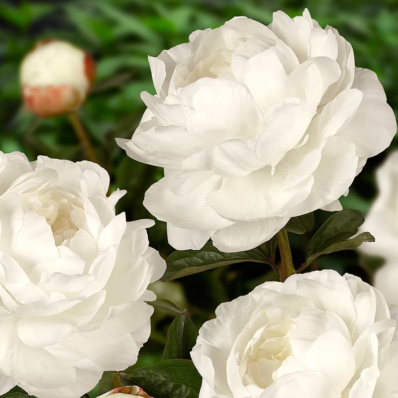 Paeonia lactiflora Elsa Sass