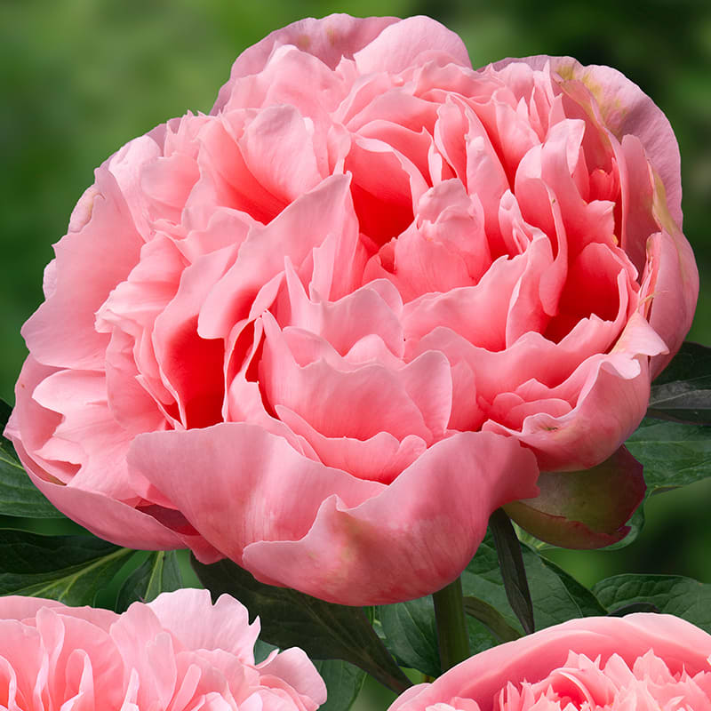 Paeonia lactiflora Etched Salmon