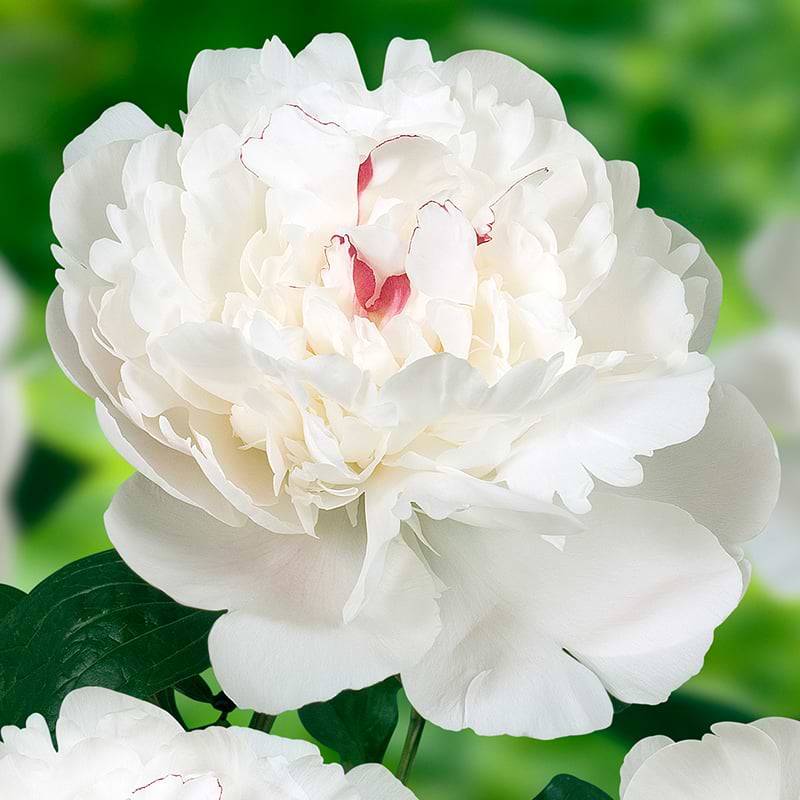 Paeonia lactiflora Festiva Maxima