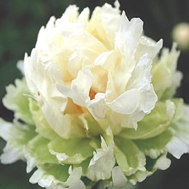 Paeonia lactiflora 'Green Halo'