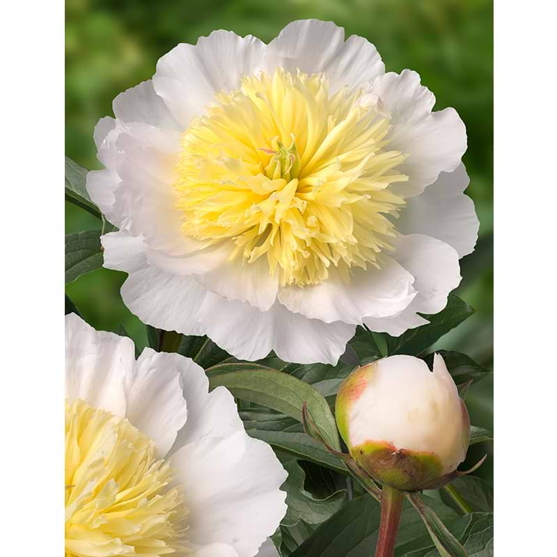 Paeonia lactiflora