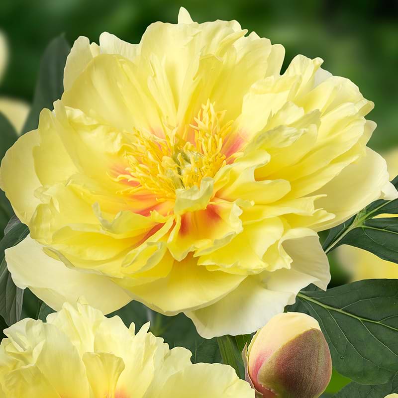 Paeonia Itoh Bartzella