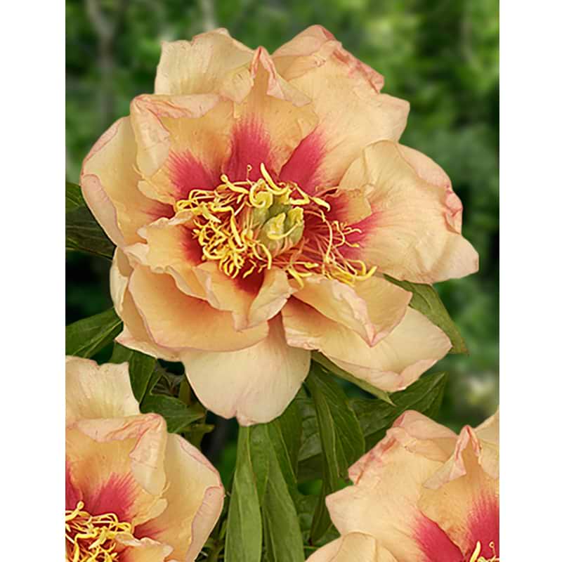 Paeonia itoh Callies Memory